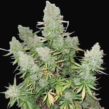 Auto Blueberry