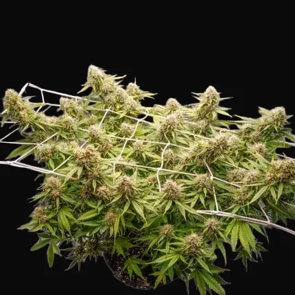 Auto Blueberry