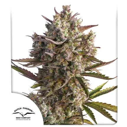Auto Blueberry