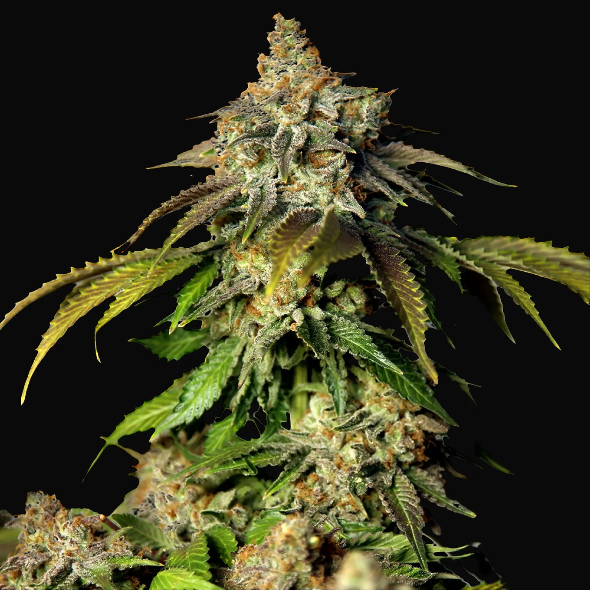 Auto Bruce Banner 5