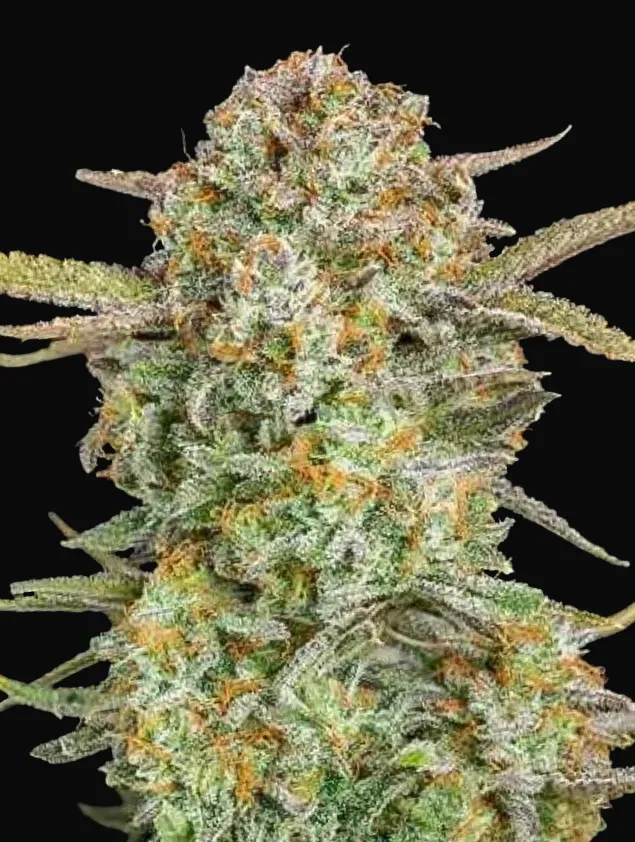Auto Bruce Banner XXL