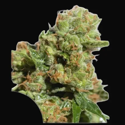 Auto Bruce Lemon Diesel