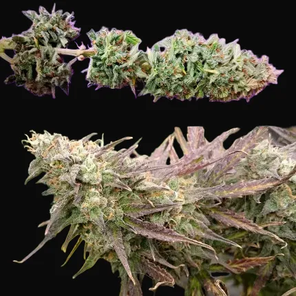 Auto Bruce Lemon Diesel