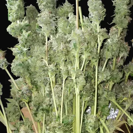 Auto Bruce Lemon Diesel