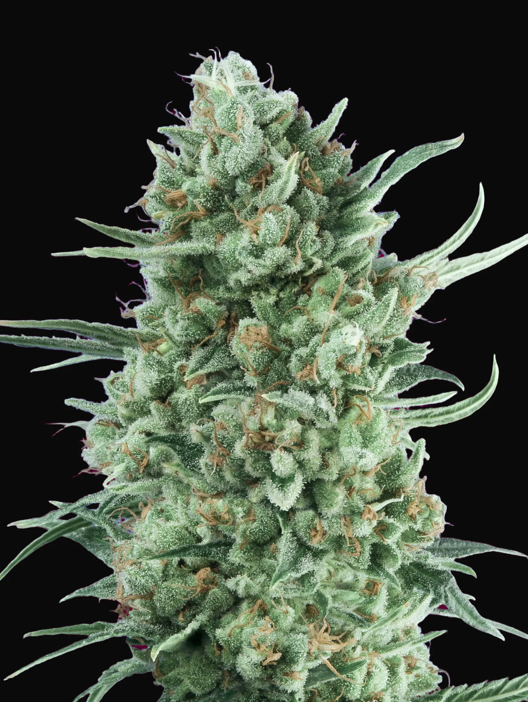 Auto Bubble Gum