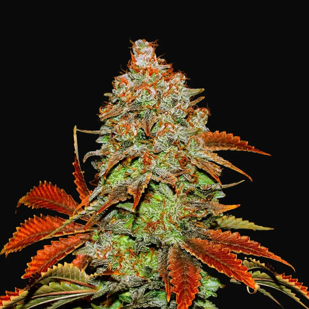 Auto Bubblegum Extra