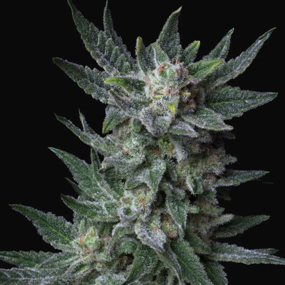 Auto Bubblegum