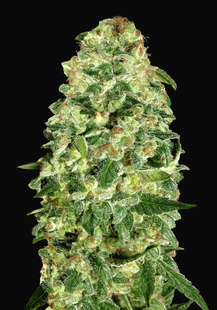 Auto California Kush
