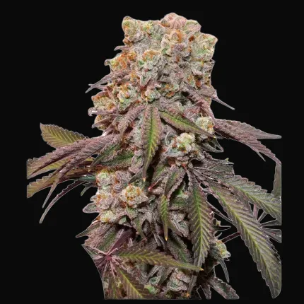 Auto Candy Bubatz XL