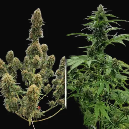 Auto Candy Bubatz XL