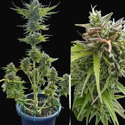 Auto Candy Bubatz XL