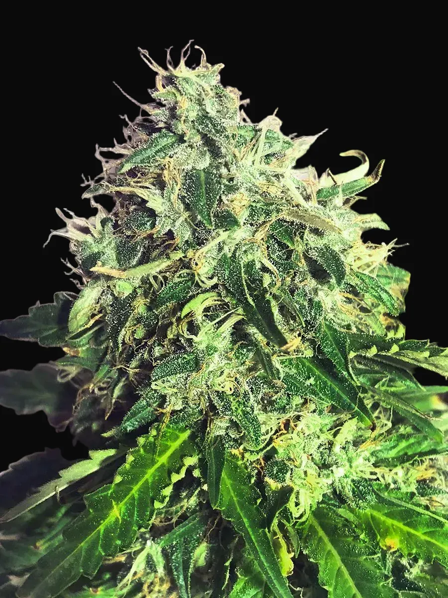 Auto Cannabis Light