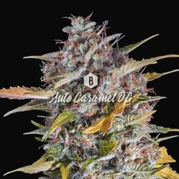 Auto Caramel OG