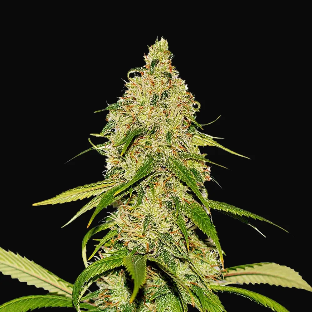 Auto CBD White Widow