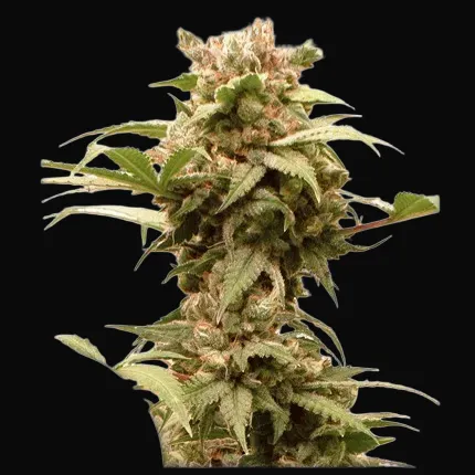 Auto CBG-Force