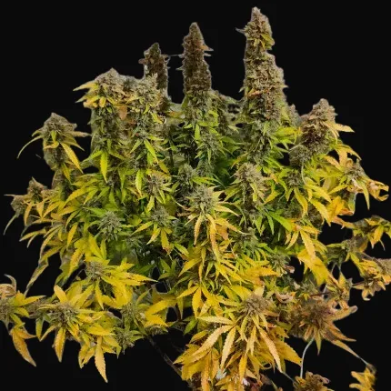 Auto CBG-Force