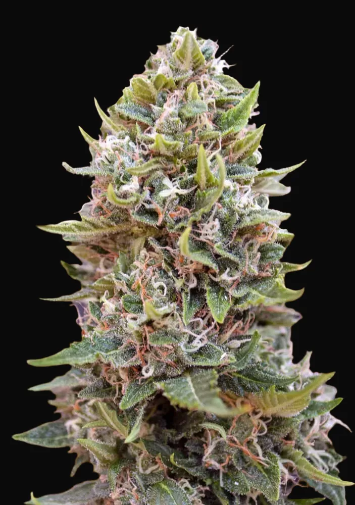 Auto Cheese Berry