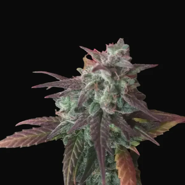 Auto Cheese Mass