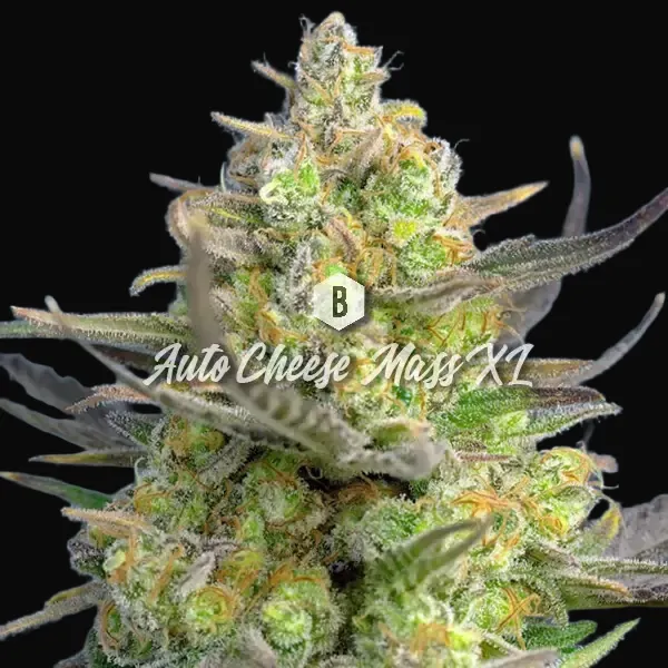 Auto Cheese Mass XL