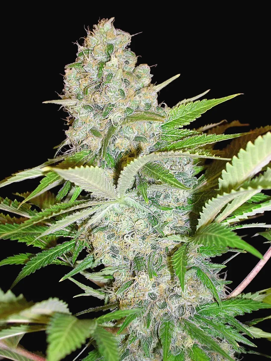 Auto Cheese NL