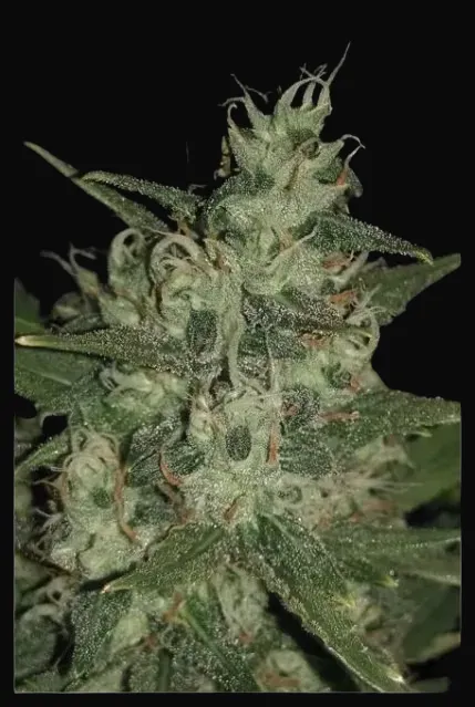 Auto Chemdog