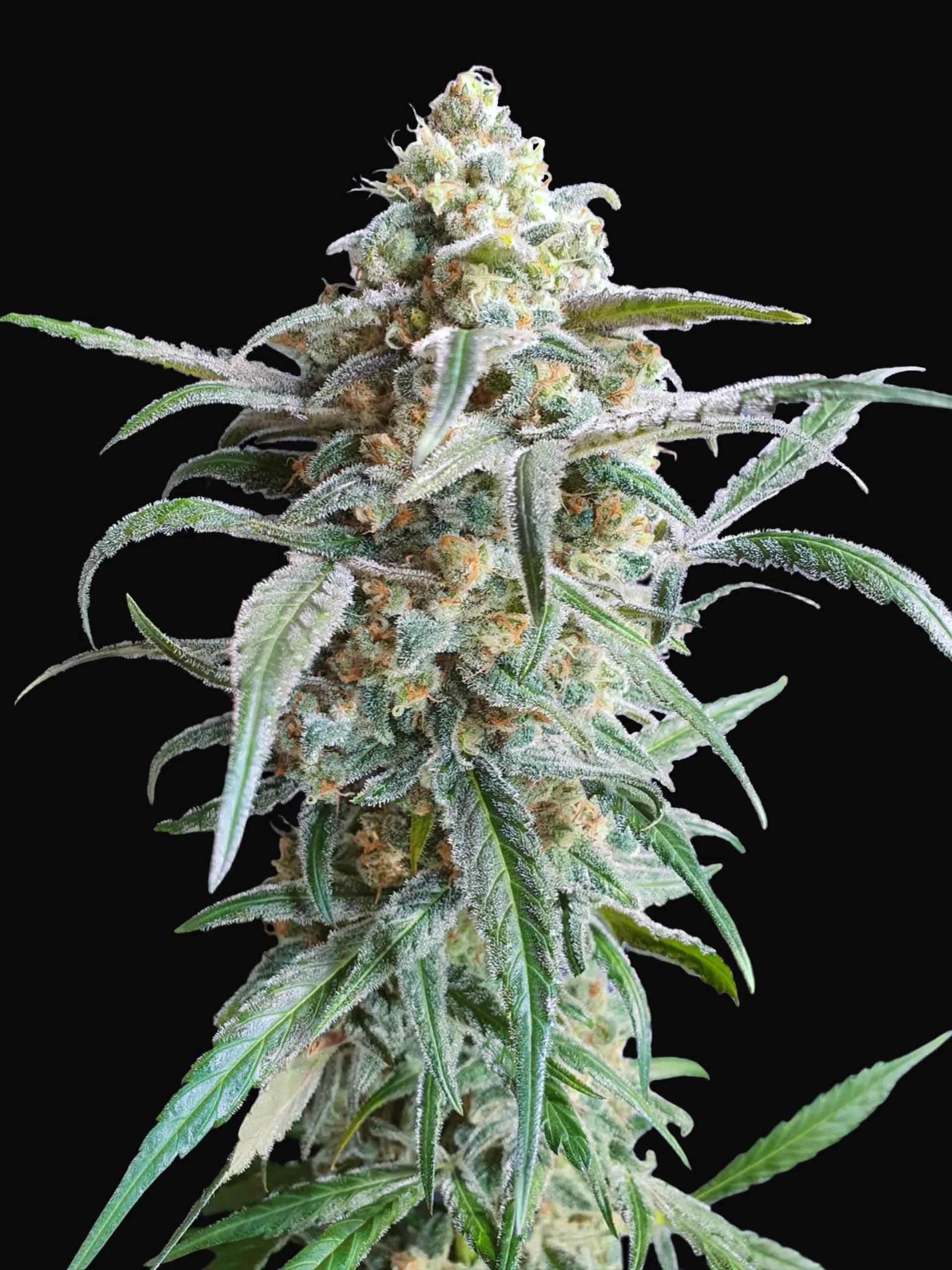 Auto Cherry Pie