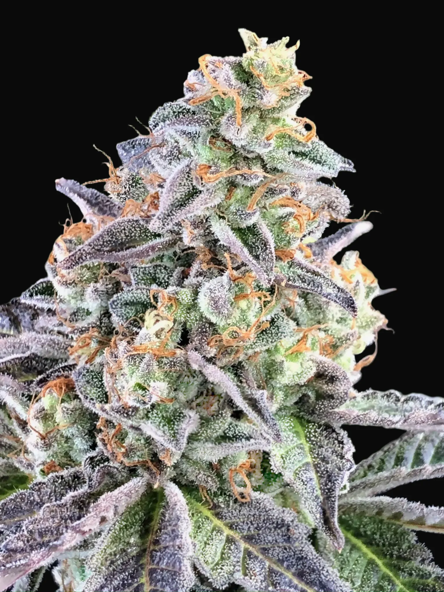 Cherry Pie Auto