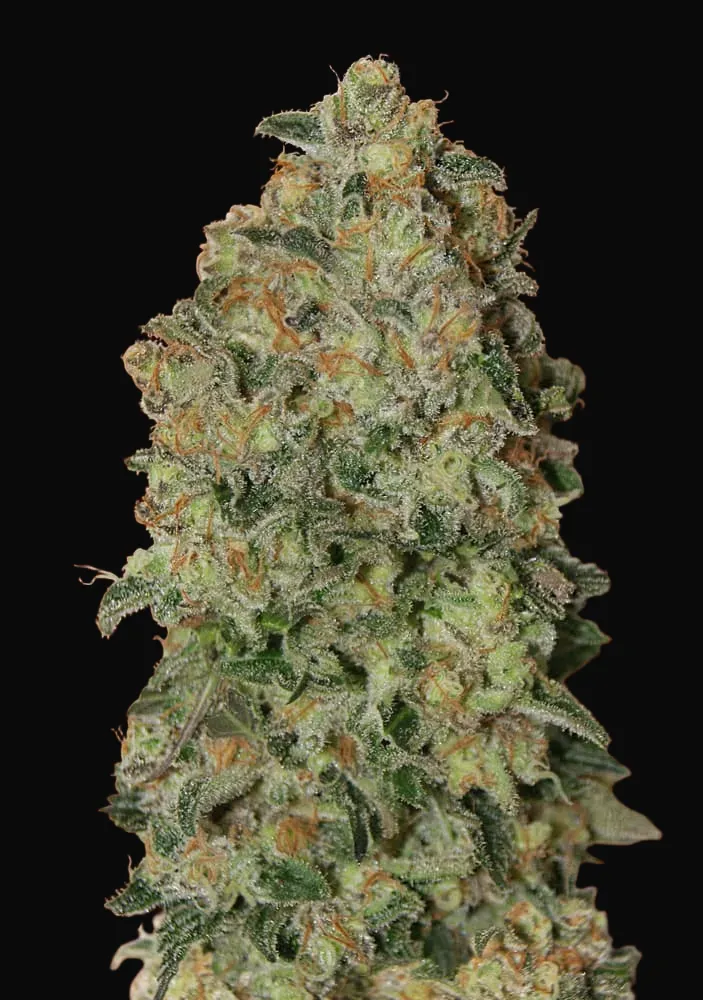 Auto Chocolate Skunk