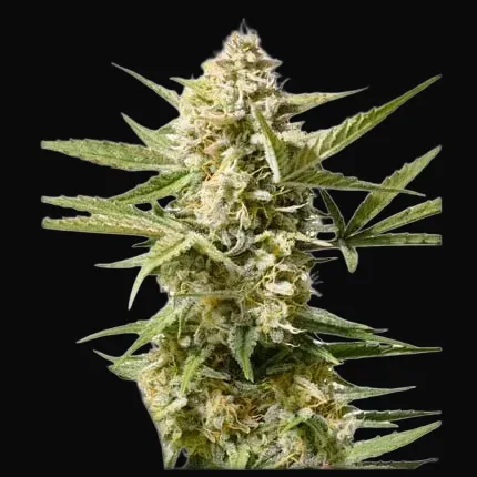 Auto Cinderella Jack