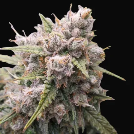 Auto Cinderella Jack