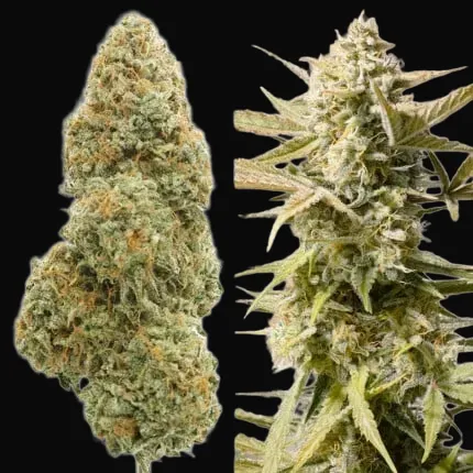 Auto Cinderella Jack