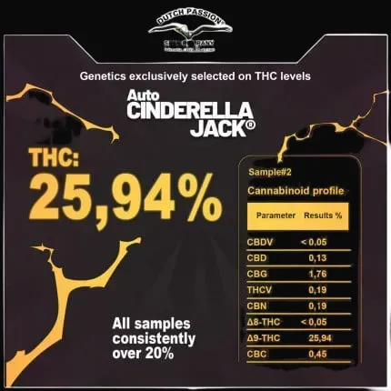 Auto Cinderella Jack