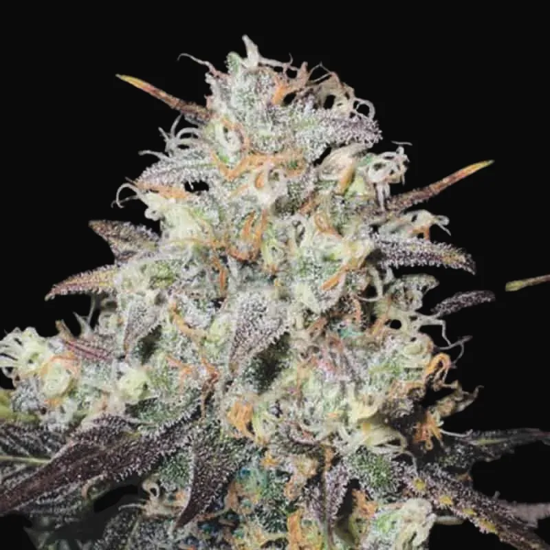 Auto Cocopopo