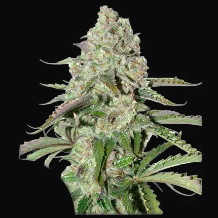 Auto Colorado Cookies