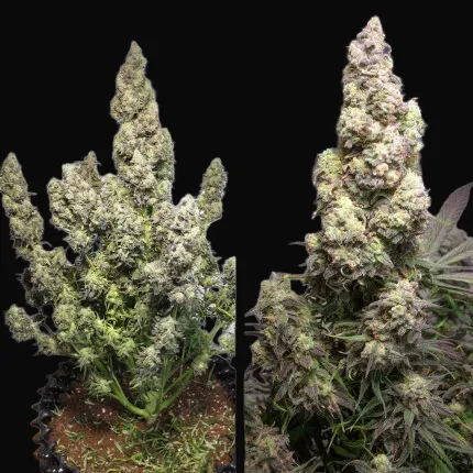 Auto Colorado Cookies