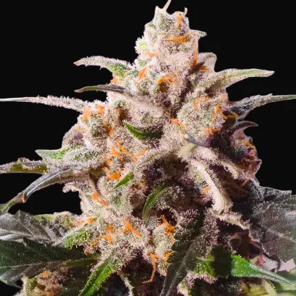 Auto Colorado Cookies