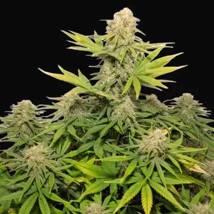 Auto Colorado Cookies
