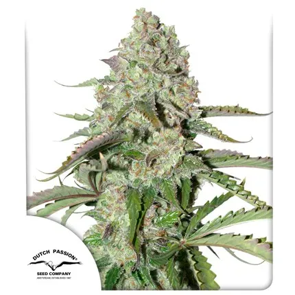 Auto Colorado Cookies