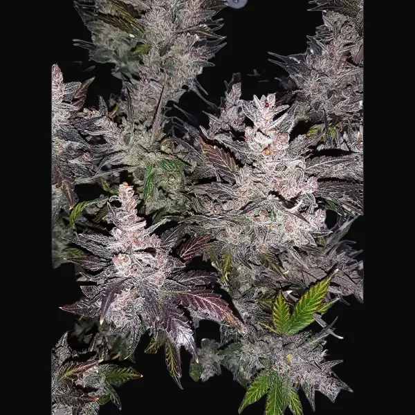 Auto Cream Kush