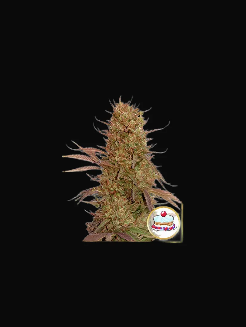 Auto Cream Mass