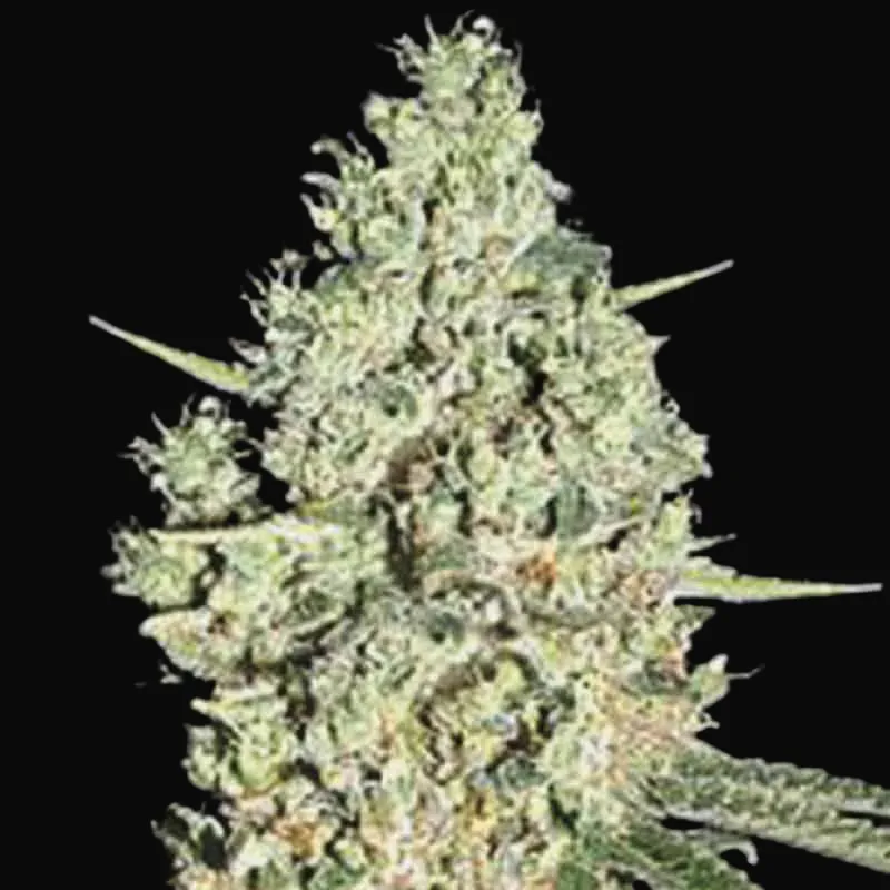 Auto Critical