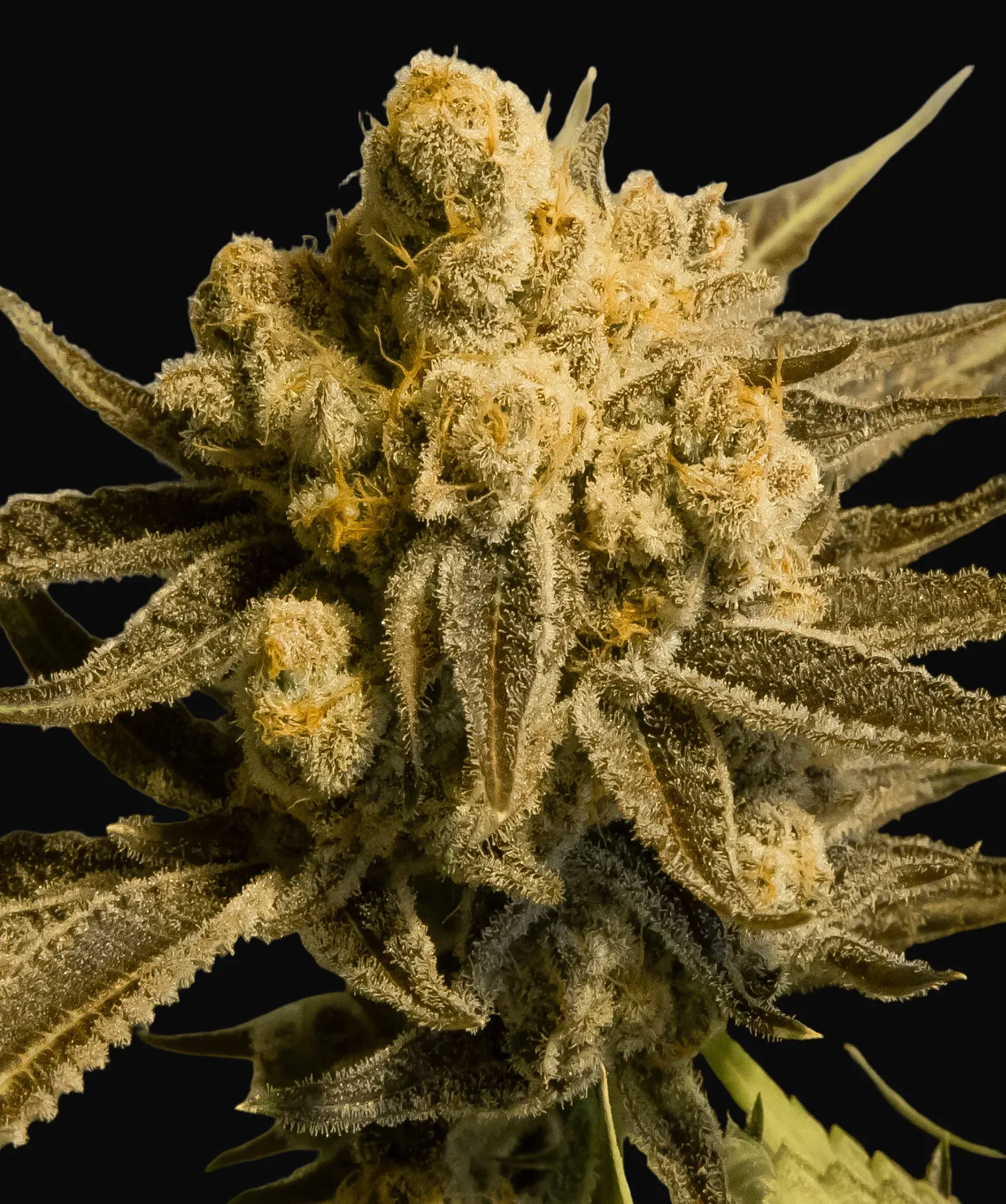 Critical Glue #4 Auto