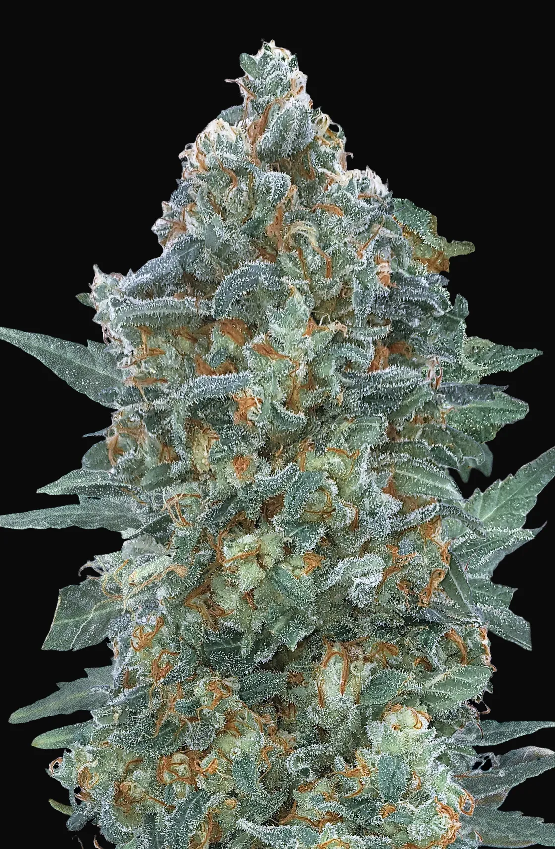 Auto Critical Lemon CBD