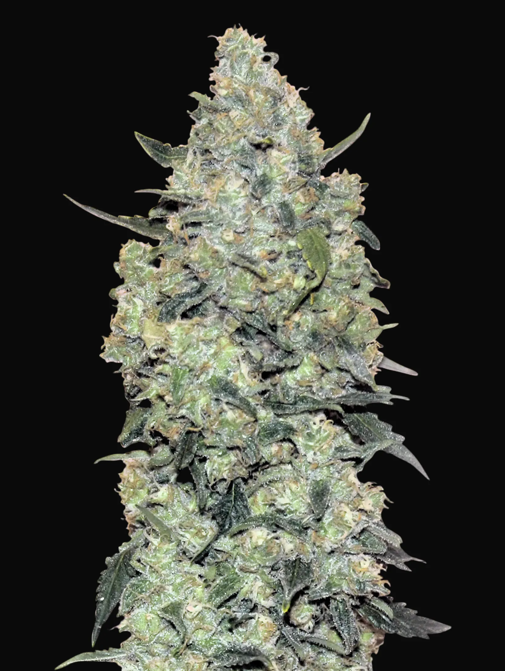 Auto Critical Mass