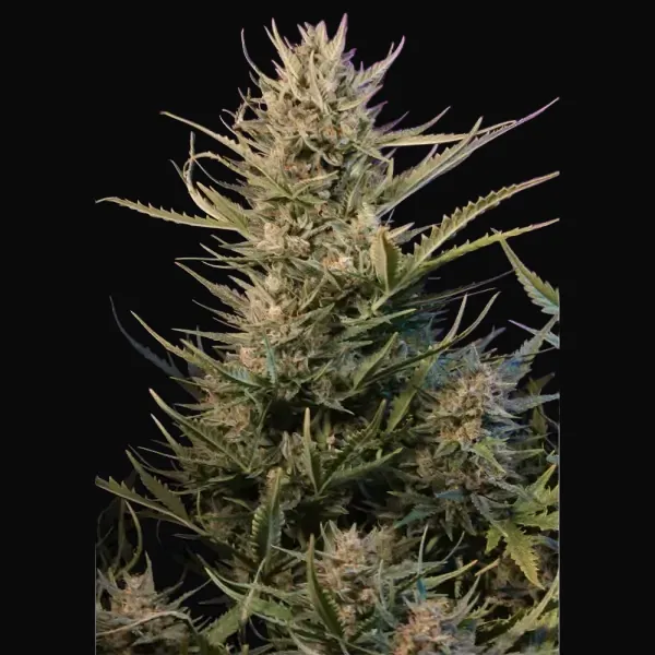 Auto Critical NL