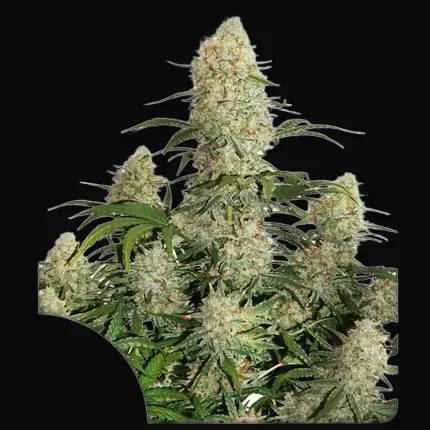 Auto Critical Orange Punch