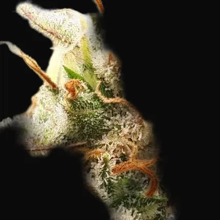 Auto Critical Orange Punch