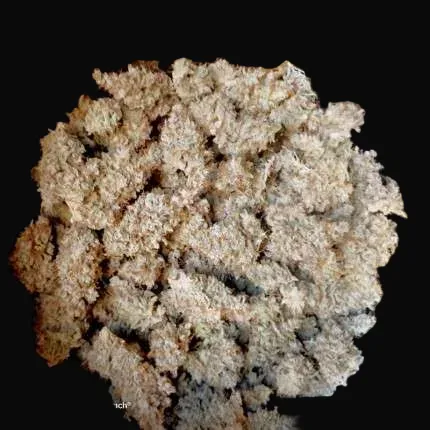 Auto Critical Orange Punch