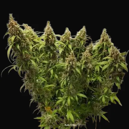 Auto Critical Orange Punch