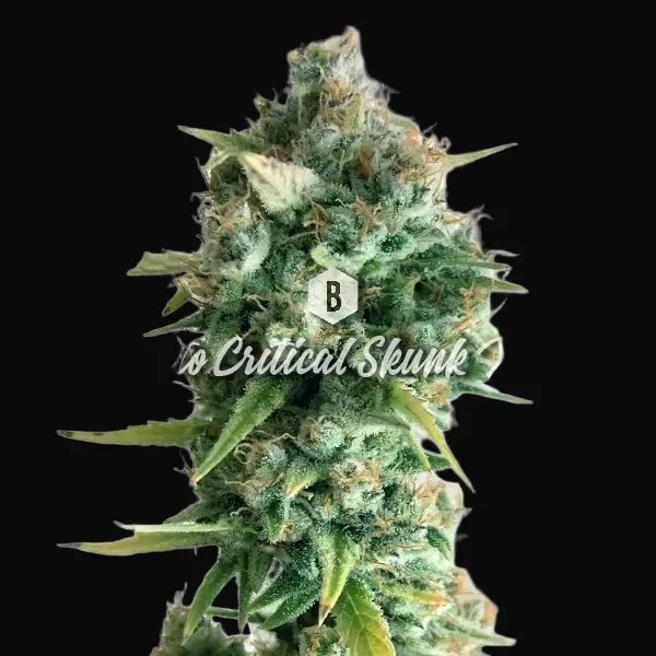 Auto Critical Skunk XL